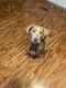 Labrador Retriever Puppies for sale in Defuniak Springs, FL 32433, USA. price: $100