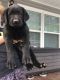 Labrador Retriever Puppies for sale in Taylorsville, NC 28681, USA. price: $500