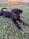 Labrador Retriever Puppies for sale in Anderson, MO 64831, USA. price: $150