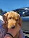 Labrador Retriever Puppies for sale in Lacey, WA, USA. price: $700