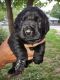 Labrador Retriever Puppies for sale in 828 Fairview Dr, Columbus, IN 47201, USA. price: NA