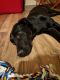 Labrador Retriever Puppies for sale in Hayward, CA 94545, USA. price: NA