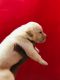 Labrador Retriever Puppies for sale in Gwalior, Madhya Pradesh, India. price: 11000 INR