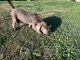 Labrador Retriever Puppies for sale in McMinnville, TN 37110, USA. price: $600