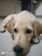 Labrador Retriever Puppies for sale in Undri Chowk, Undri, Pune, Maharashtra 411060. price: 5 INR