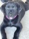 Labrador Retriever Puppies for sale in Krum, TX 76249, USA. price: $450