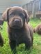Labrador Retriever Puppies for sale in Montesano, WA 98563, USA. price: NA