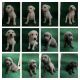 Labrador Retriever Puppies for sale in Strathmore, CA 93267, USA. price: NA