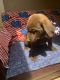 Labrador Retriever Puppies for sale in Princeton, WV 24739, USA. price: $500