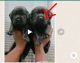 Labrador Retriever Puppies for sale in Tumakuru, Karnataka, India. price: 6000 INR