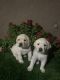 Labrador Retriever Puppies for sale in Whittier, CA, USA. price: NA