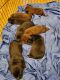 Labrador Retriever Puppies for sale in Hughson, CA 95326, USA. price: NA