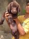 Labrador Retriever Puppies for sale in Bilaspur, Chhattisgarh 495001, India. price: 14000 INR