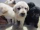 Labrador Retriever Puppies for sale in Thrissur, Kerala, India. price: 20000 INR