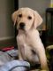 Labrador Retriever Puppies for sale in Muncie, IN, USA. price: $450