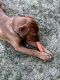 Labrador Retriever Puppies for sale in Bountiful, UT 84010, USA. price: $70,000