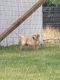 Labrador Retriever Puppies for sale in Chaska, MN 55318, USA. price: $400