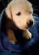 Labrador Retriever Puppies for sale in Maliyankara, Madaplathuruth, Kerala 683516, India. price: 10000 INR