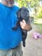 Labrador Retriever Puppies for sale in North Branch, MI 48461, USA. price: $1,000