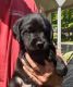 Labrador Retriever Puppies for sale in Columbus, IN, USA. price: $175