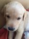 Labrador Retriever Puppies for sale in Obuladevaracheruvu, Andhra Pradesh 515561, India. price: 12000 INR