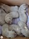 Labrador Retriever Puppies for sale in Annapolis, MO 63620, USA. price: NA
