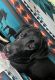 Labrador Retriever Puppies for sale in Fairmont, WV 26554, USA. price: NA
