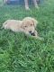 Labrador Retriever Puppies for sale in 35829 W 21st St N, Cheney, KS 67025, USA. price: $500