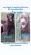 Labrador Retriever Puppies for sale in Ash Grove, MO 65604, USA. price: $900