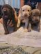 Labrador Retriever Puppies for sale in Stockton, CA, USA. price: $900