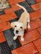 Labrador Retriever Puppies for sale in Pattikkad, Kerala 680652, India. price: 5500 INR