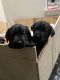 Labrador Retriever Puppies for sale in Snohomish, WA, USA. price: NA