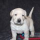 Labrador Retriever Puppies for sale in Las Vegas, NV, USA. price: $300