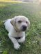 Labrador Retriever Puppies for sale in Alvin, IL 61811, USA. price: $500