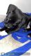 Labrador Retriever Puppies for sale in Oklahoma City, OK, USA. price: $250