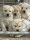 Labrador Retriever Puppies for sale in Phelan, CA 92371, USA. price: $1,500
