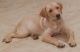 Labrador Retriever Puppies for sale in Lucknow, Uttar Pradesh, India. price: 12000 INR