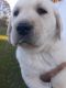 Labrador Retriever Puppies for sale in Jonesville, VA 24263, USA. price: NA