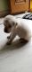 Labrador Retriever Puppies for sale in Wanaparthy, Telangana 509103, India. price: 9000 INR