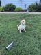 Labrador Retriever Puppies for sale in Troy, MO, USA. price: $500