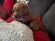 Labrador Retriever Puppies for sale in Carbondale, IL, USA. price: $400