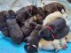 Labrador Retriever Puppies for sale in Keenesburg, CO 80643, USA. price: $700