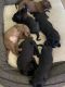 Labrador Retriever Puppies for sale in Ventura, CA, USA. price: $1,200