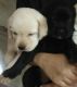 Labrador Retriever Puppies for sale in Swargate, Pune, Maharashtra, India. price: 5000 INR