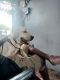 Labrador Retriever Puppies for sale in Suchitra X Rd, Ramraju Nagar, Jeedimetla, Hyderabad, Telangana 500015, India. price: 12000 INR