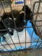 Labrador Retriever Puppies for sale in Andover, OH 44003, USA. price: NA