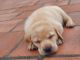 Labrador Retriever Puppies for sale in Velachery, Chennai, Tamil Nadu, India. price: 9000 INR
