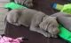 Labrador Retriever Puppies for sale in Albion, IN 46701, USA. price: NA