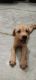 Labrador Retriever Puppies for sale in Meerut Cantt, Meerut, Uttar Pradesh, India. price: 9500 INR