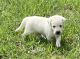 Labrador Retriever Puppies for sale in Morgantown, KY 42261, USA. price: NA